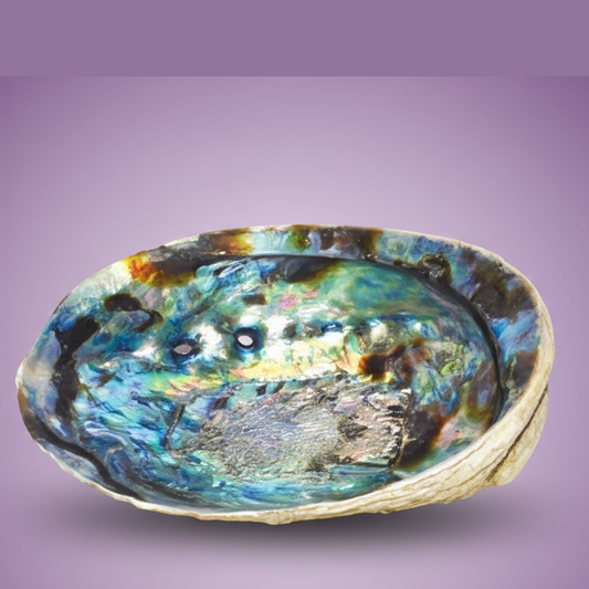 Exact abalone shell with clean professional styling and Witchy Like watermark
