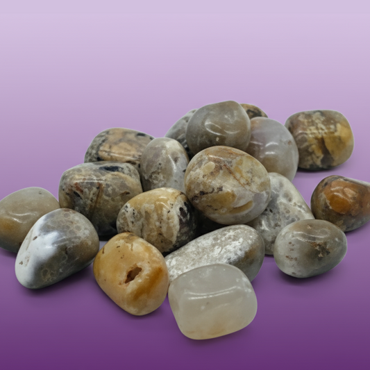 Petoskey Stone Tumbled Pieces - Professional Style