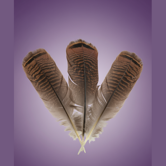 Turkey Feathers - Clean Professional